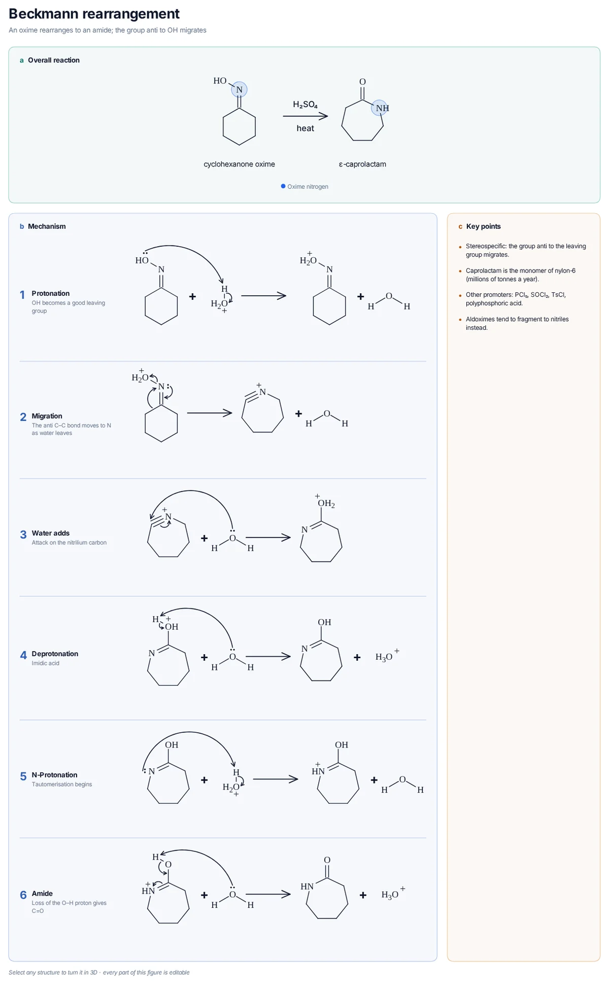Beckmann Rearrangement mechanism: Cyclohexanone oxime in acid: the ring C–C bond migrates to nitrogen as water leaves; water traps the nitrilium ion and tautomerisation gives caprolactam.