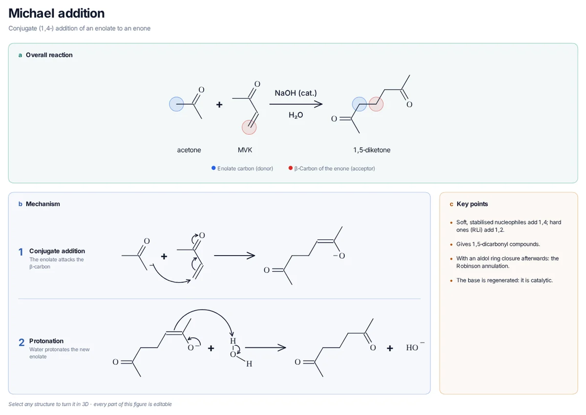 Michael Addition mechanism: The acetone enolate adds to methyl vinyl ketone at the β-carbon; the enolate formed is protonated.