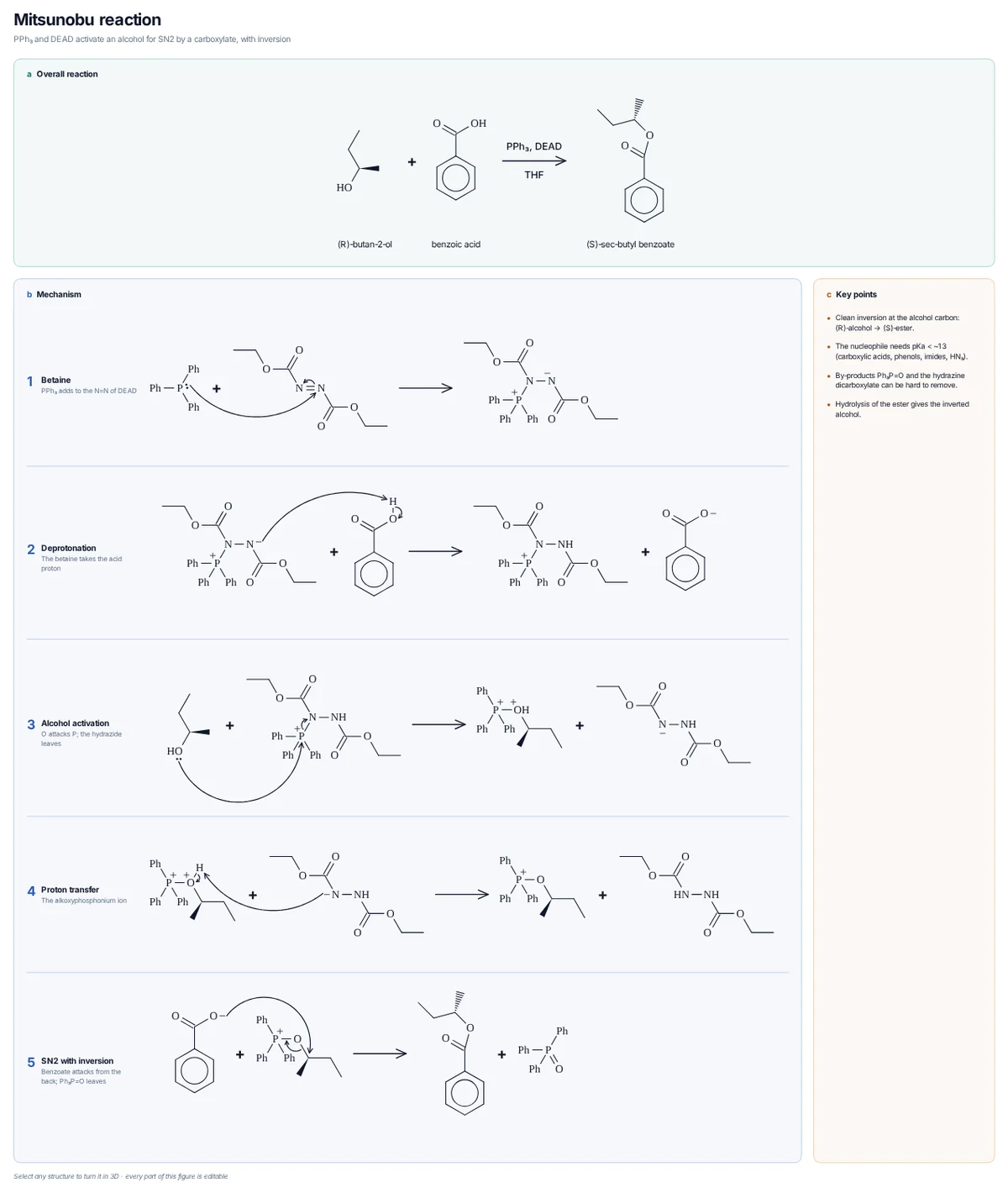 Mitsunobu Reaction mechanism: PPh₃ adds to DEAD; the betaine deprotonates benzoic acid, the alcohol attacks phosphorus and benzoate displaces Ph₃P=O to give the inverted ester.