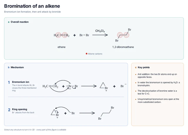 Bromination of an alkene template: Ethene and Br₂ form a bromonium ion; bromide opens it from the back to give 1,2-dibromoethane.