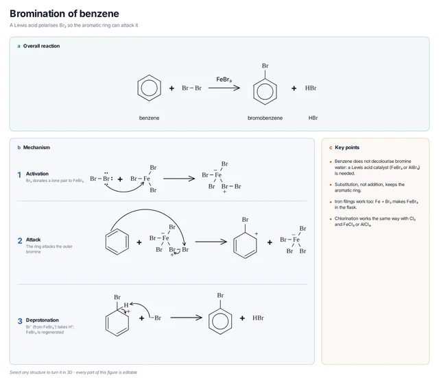 Bromination of benzene template: FeBr₃ activates bromine; benzene attacks, then FeBr₄⁻ removes H⁺ to give bromobenzene and regenerate FeBr₃.