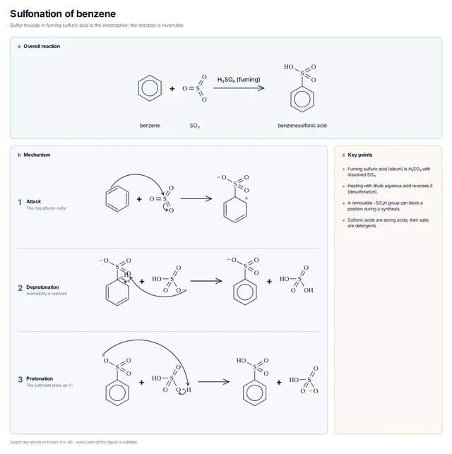 Sulfonation of benzene template: Benzene attacks SO₃, HSO₄⁻ removes H⁺ and the sulfonate is protonated to benzenesulfonic acid.