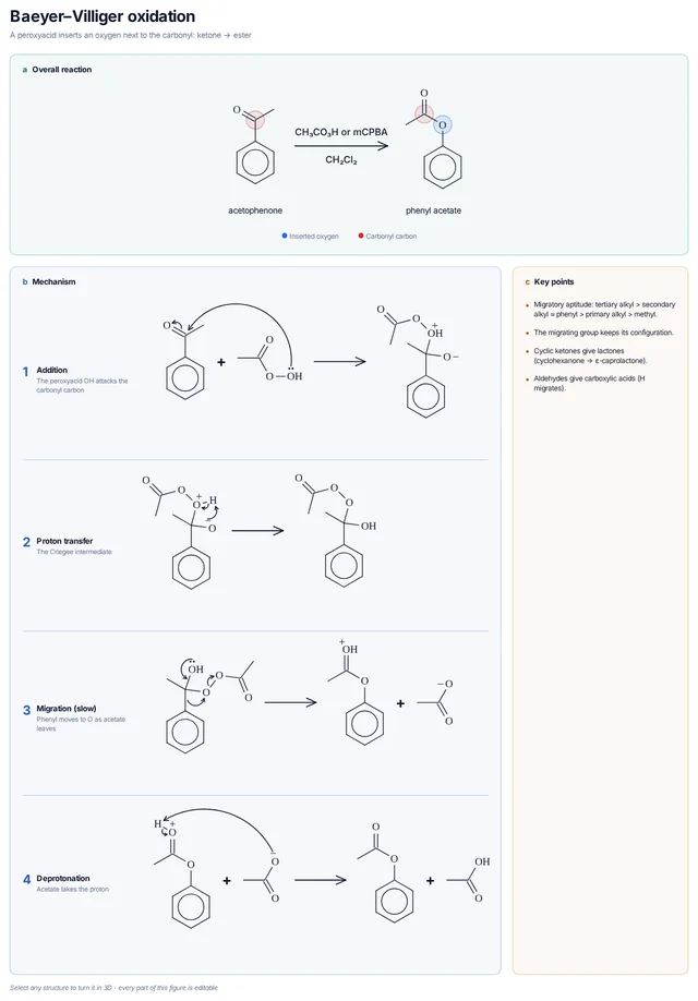 Baeyer–Villiger oxidation mechanism template