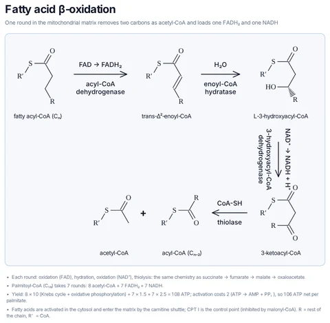 Fatty acid β-oxidation template preview