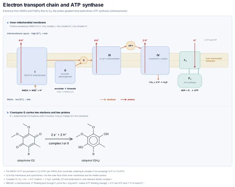 Electron transport chain and ATP synthase template preview