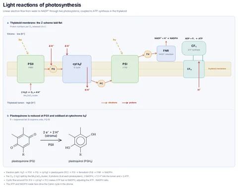 Light reactions of photosynthesis template preview