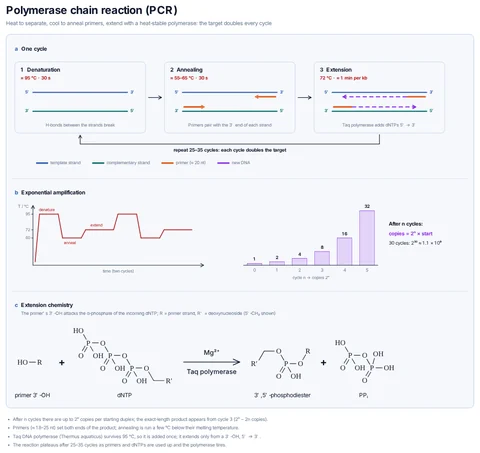 Polymerase chain reaction (PCR) template preview