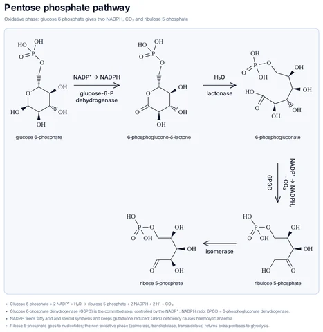 Pentose phosphate pathway template preview