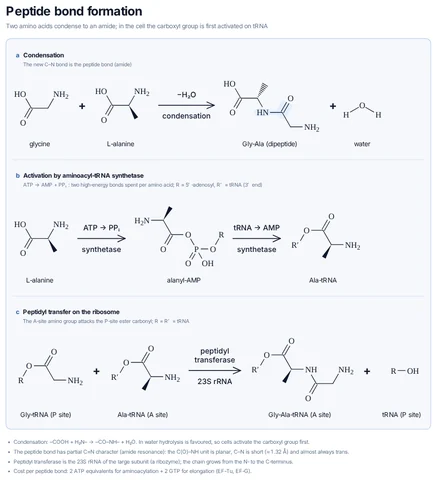 Peptide bond formation template preview