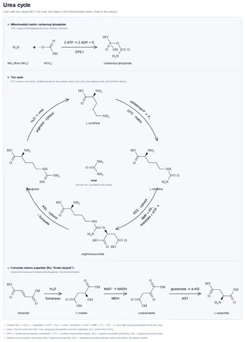 Urea cycle template preview
