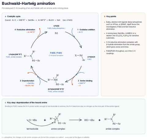 Buchwald–Hartwig amination template preview