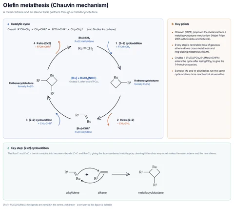 Olefin metathesis (Chauvin mechanism) template preview