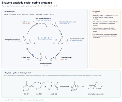 Enzyme catalytic cycle: serine protease template preview