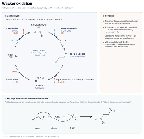 Wacker oxidation template: Wacker process cycle: hydroxypalladation of ethene by Pd(II) and water, β-hydride elimination and re-insertion giving acetaldehyde and H–Pd–Cl, loss of HCl to Pd(0), and reoxidation by CuCl₂ (CuCl + O₂ regenerate it); key step: water attacks the Pd-bound alkene.