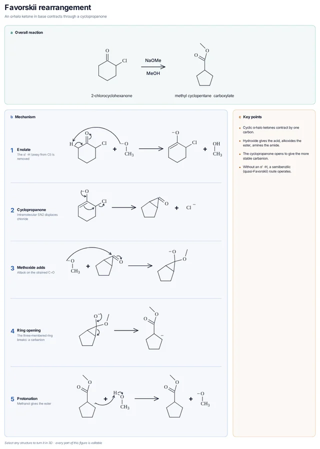 Favorskii rearrangement mechanism template