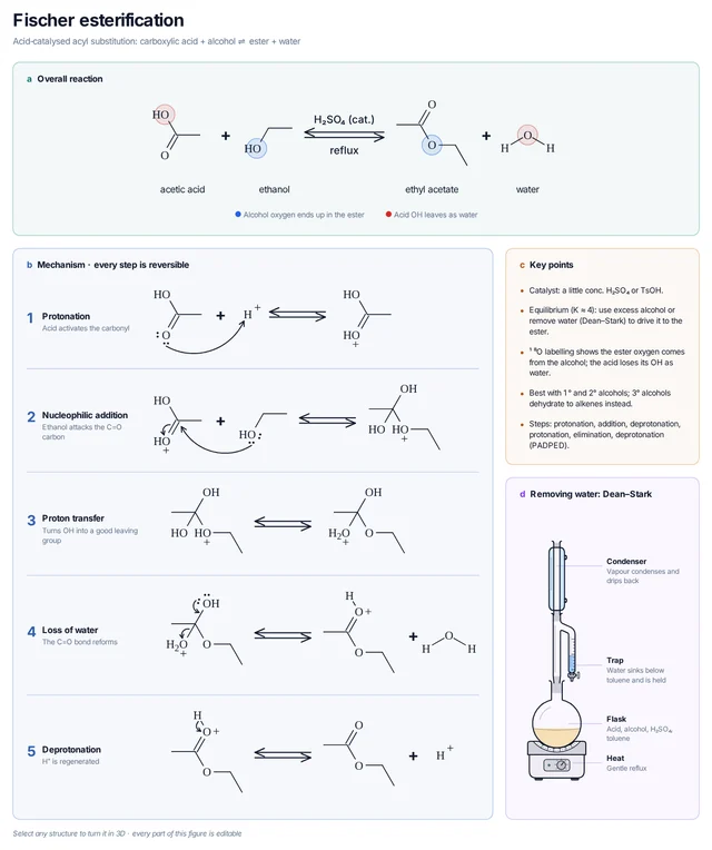 Fischer esterification template: overall reaction with tracked oxygens, five-step curly-arrow mechanism, key points and a Dean–Stark apparatus