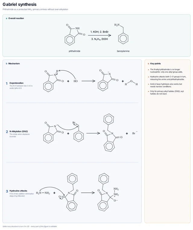 Gabriel synthesis mechanism template