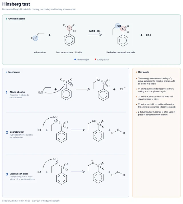 Hinsberg test template preview