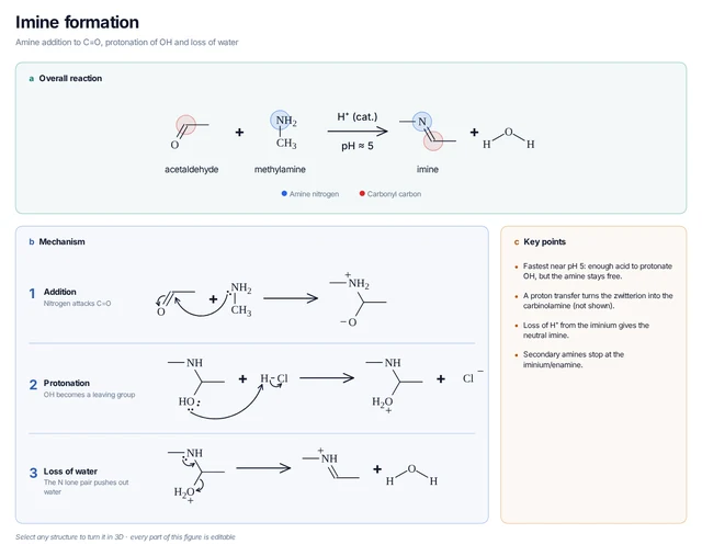 Imine formation template preview