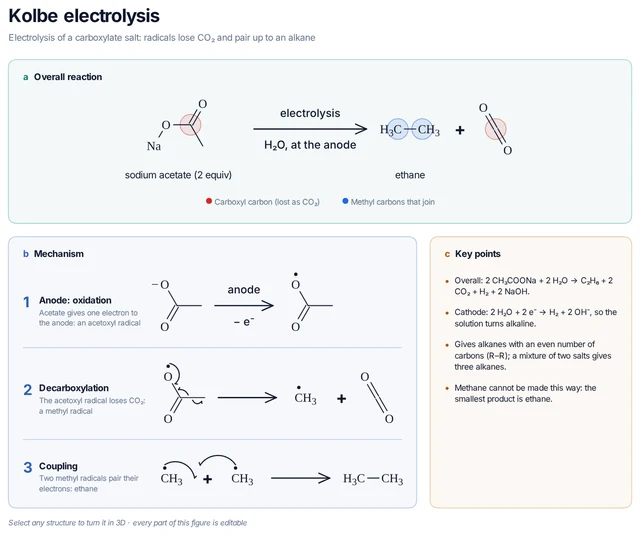Kolbe electrolysis template: At the anode acetate gives up one electron; the acetoxyl radical loses CO₂ and two methyl radicals combine to ethane. Water is reduced to H₂ and OH⁻ at the cathode.