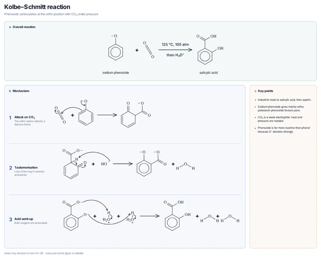 Kolbe–Schmitt reaction mechanism template
