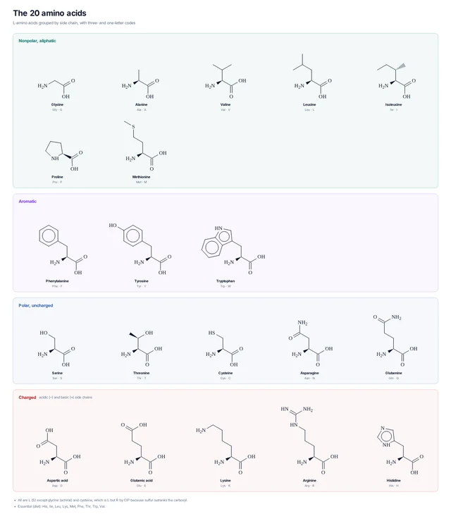 The 20 amino acids template preview