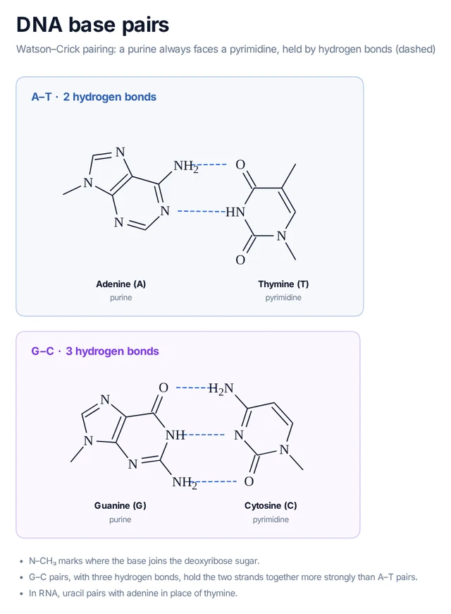 DNA base pairs template preview