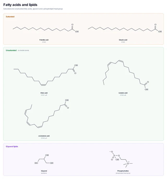 Fatty acids and lipids template preview