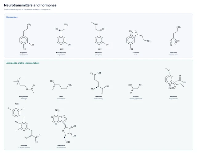 Neurotransmitters and hormones template preview