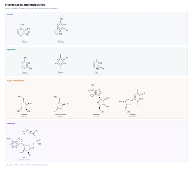 Nucleobases and nucleosides template preview