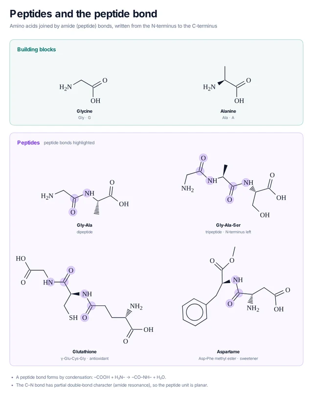 Peptides and the peptide bond template preview