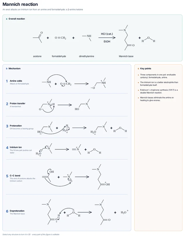 Mannich reaction mechanism template