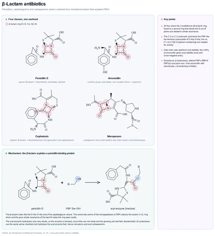 β-Lactam antibiotics template preview