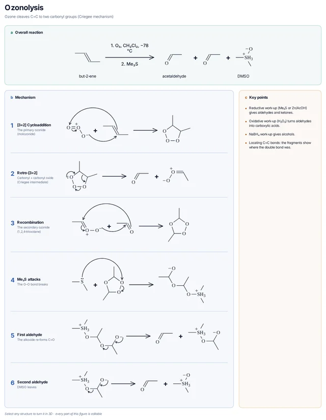 Ozonolysis mechanism template