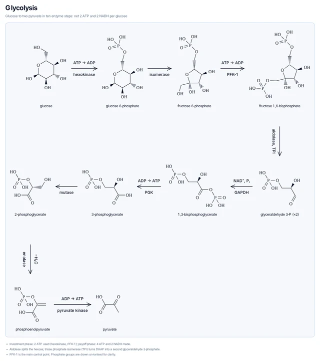 Glycolysis template preview