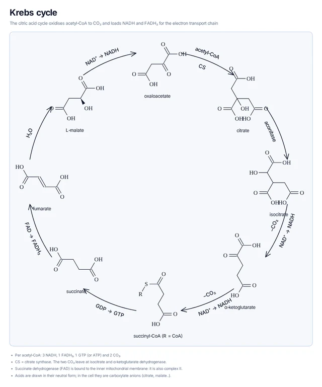 Krebs cycle template preview