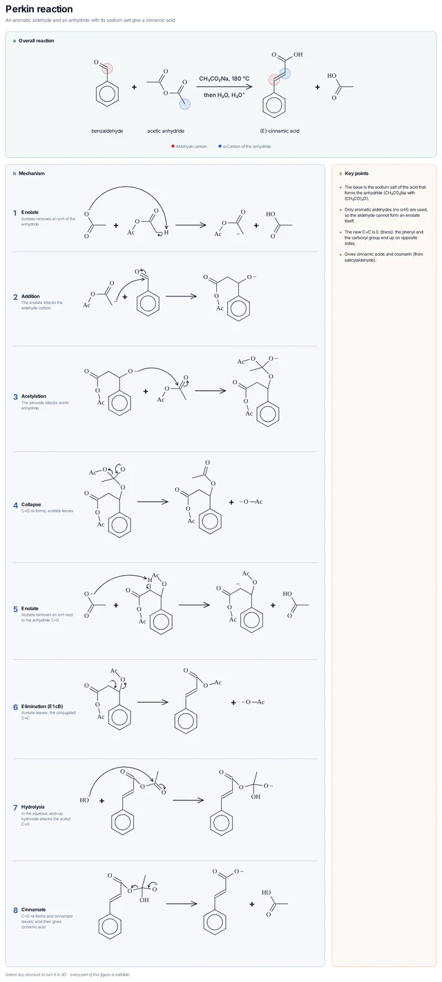 Perkin reaction template: Acetate forms the enolate of acetic anhydride, which adds to benzaldehyde; the alkoxide is acetylated, E1cB loss of acetate gives the C=C, and hydrolysis of the anhydride gives (E)-cinnamic acid.