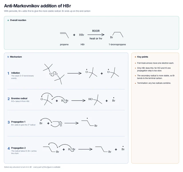Anti-Markovnikov addition of HBr template: Peroxide homolysis, Br• formation, Br• addition to propene and H-atom transfer give 1-bromopropane by a chain.