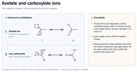 Acetate and carboxylate ions template preview