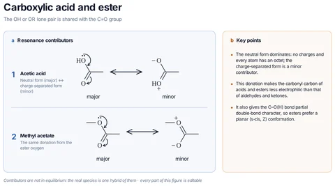 Carboxylic acid and ester template preview