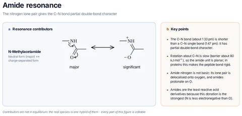 Amide resonance template preview