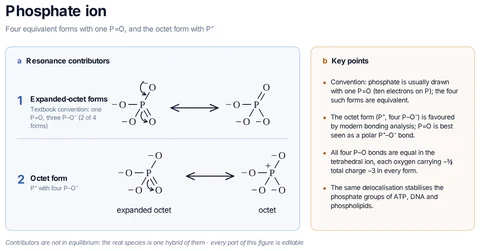 Phosphate ion template: PO₄³⁻: the textbook forms with one P=O and three P–O⁻ (four equivalent ones, two shown), and the octet form with P⁺ and four P–O⁻.