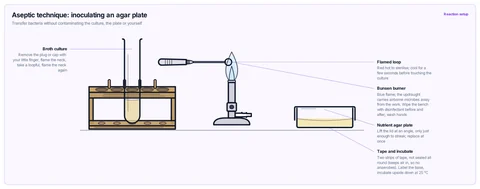Aseptic technique: inoculating an agar plate template: Bunsen burner on a disinfected bench, wire loop flamed red hot, broth culture in a tube, nutrient agar plate opened only slightly; tape and incubate at 25 °C. GCSE / high school; A-level / AP / IB Biology.