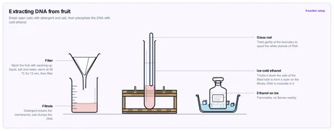 Extracting DNA from fruit template: Crushed strawberry or kiwi in detergent and salt, filtered into a beaker, ice-cold ethanol layered onto the filtrate in a boiling tube and the DNA spooled onto a glass rod. GCSE / high school; A-level / AP / IB Biology.