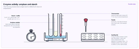 Enzyme activity: amylase and starch template: Test tubes of starch solution with a pH buffer and of amylase warming in a water bath with a thermometer, sampled every 30 s onto a spotting tile of iodine; stopwatch. Variant: catalase on hydrogen peroxide, O₂ measured with a gas syringe. GCSE / high school; A-level / AP / IB Biology.