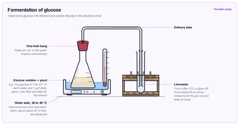 Fermentation of glucose template: GCSE / high school (CBSE class 10): glucose solution and yeast in a conical flask in a warm water bath, with a delivery tube into limewater. C₆H₁₂O₆ → 2C₂H₅OH + 2CO₂.