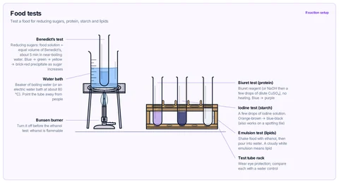 Food tests template: Benedict's test in a beaker of boiling water on a tripod and gauze over a Bunsen burner, and biuret, iodine and ethanol emulsion tests in test tubes in a rack. GCSE / high school; A-level / AP / IB Biology.