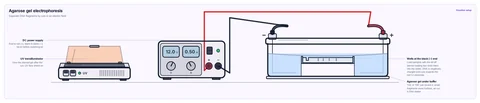 Agarose gel electrophoresis template: Gel tank with buffer wired to a DC power supply, and a UV transilluminator for viewing the stained gel.