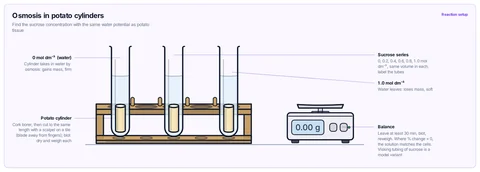 Osmosis in potato cylinders template: Potato cylinders of equal size in boiling tubes of 0 to 1.0 mol dm⁻³ sucrose in a rack; weigh before and after. Plot % change in mass against concentration. GCSE / high school; A-level / AP / IB Biology.