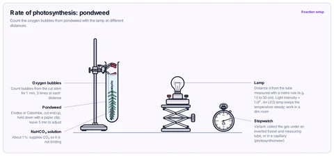 Rate of photosynthesis: pondweed template: Pondweed in a clamped boiling tube of sodium hydrogencarbonate solution, a lamp at measured distances along a ruler, bubbles counted per minute. GCSE / high school; A-level / AP / IB Biology.